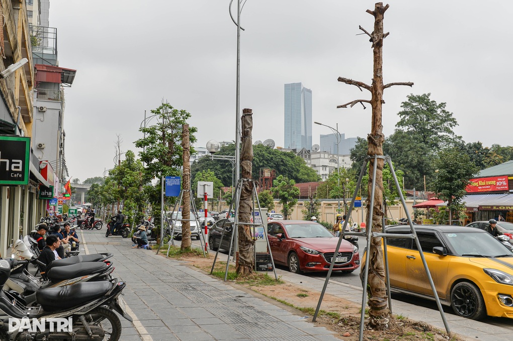 Loạt cây xanh có dấu hiệu chết khô trên đường Huỳnh Thúc Kháng kéo dài - 2 Loạt cây xanh có dấu hiệu chết khô trên đường Huỳnh Thúc Kháng kéo dài - 2