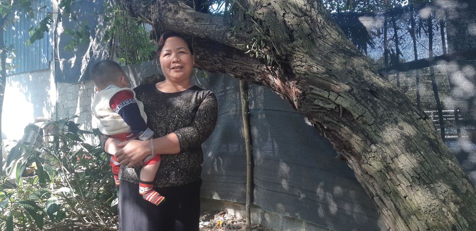 Clip: Cụ táo khổng lồ, gia chủ quyết giữ không bán dù được trả tiền triệu - 3