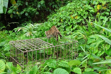 Thả khỉ mặt đỏ, mèo rừng và rùa quý về rừng