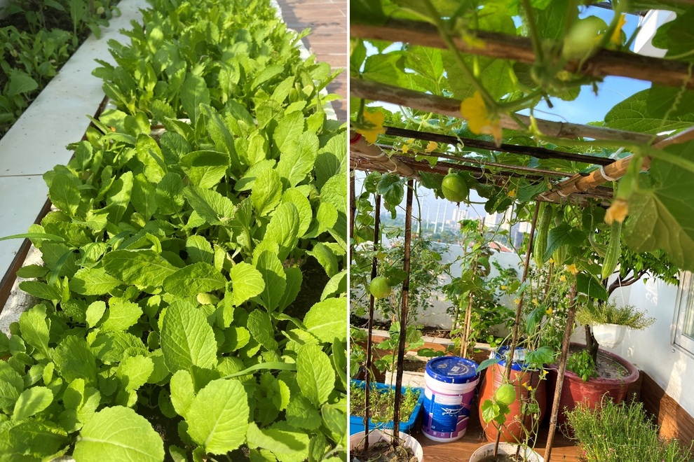 Vợ chồng Hà Nội vác 100 bao đất lên sân thượng, làm vườn hữu cơ xanh mướt - 2 Vợ chồng Hà Nội vác 100 bao đất lên sân thượng, làm vườn hữu cơ xanh mướt - 2
