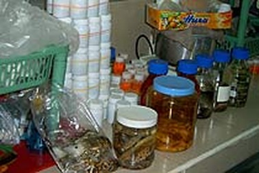 Không cấp giấy kiểm dịch vì không biết... Bờ Biển Ngà