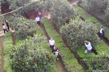 Trồng cam rốn lồi độc, lạ, anh nông dân có cơ ngơi tiền tỷ