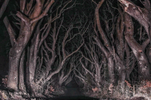 Hàng cây dẻ gai trong "Trò chơi vương quyền" thành điểm check-in nổi tiếng