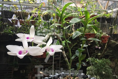 Giới chơi lan đột biến tiết lộ về các "chậu không đồng" nhưng thu bạc tỷ