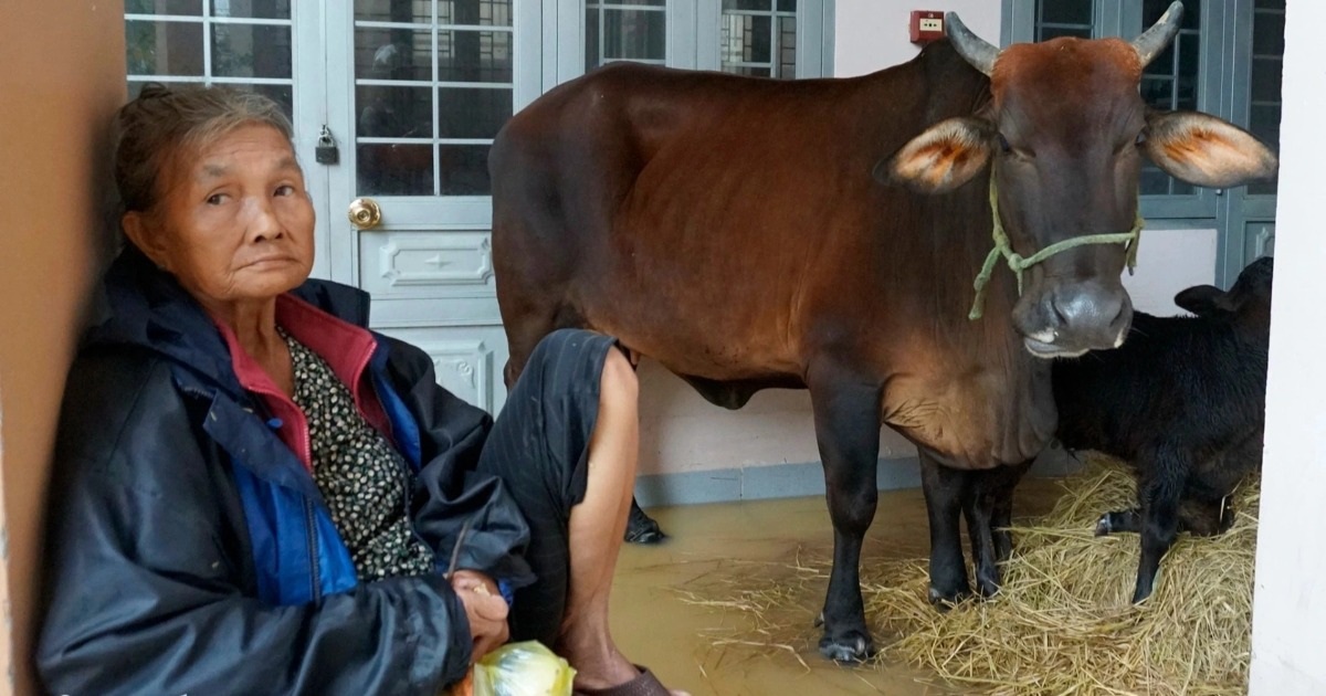 Người dân Gia Lai vật lộn giữa lũ lịch sử, đưa bò đến trụ sở xã trú