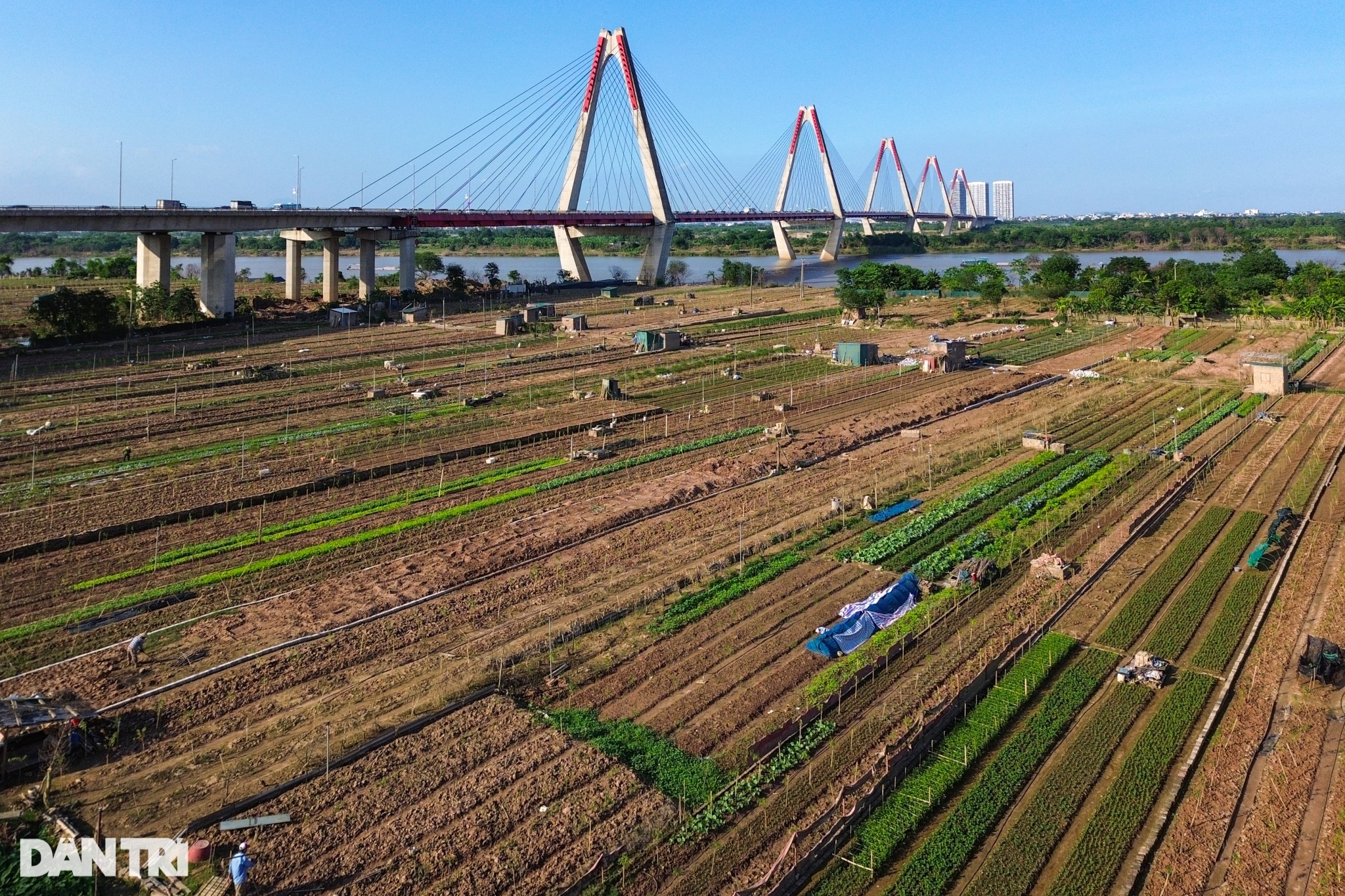 View - Dân trồng đào Phú Thượng chi hàng trăm triệu hồi sinh vườn đào Tết | Báo Dân trí