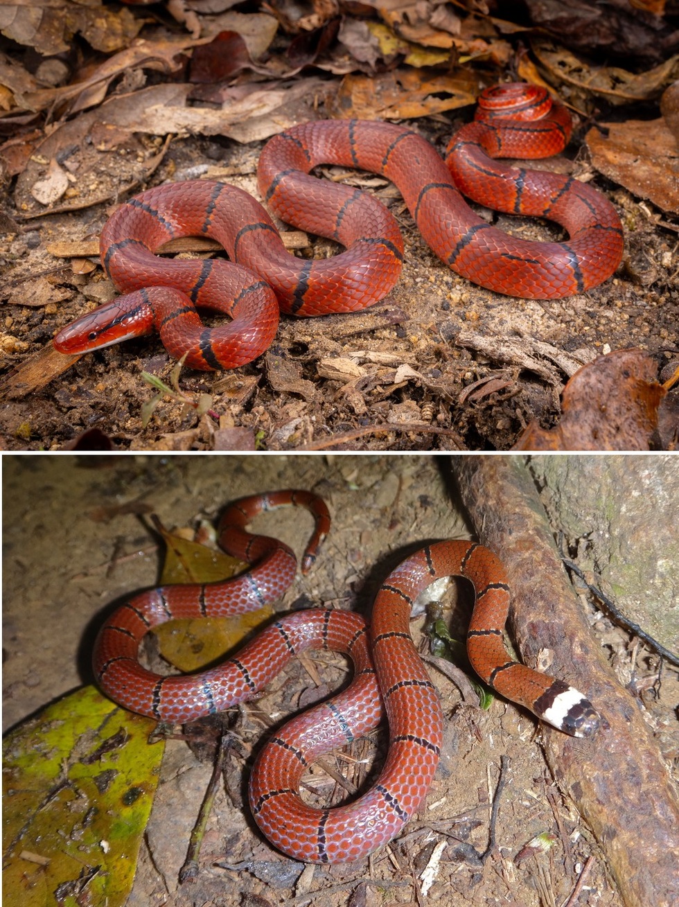 Loài rắn vô hại nhưng thường chết oan vì bị nhầm là cực độc tại Việt Nam - 3 Loài rắn vô hại nhưng thường chết oan vì bị nhầm là cực độc tại Việt Nam - 3