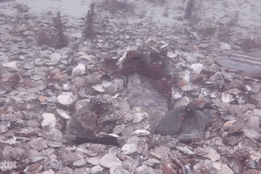 Phản ứng lạ của bạch tuộc cái khi bị con đực quấy rối