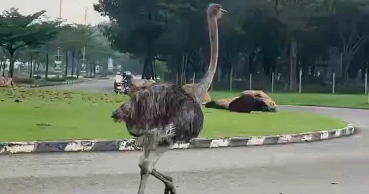 Đà điểu chạy trên đường ở TPHCM đã chết