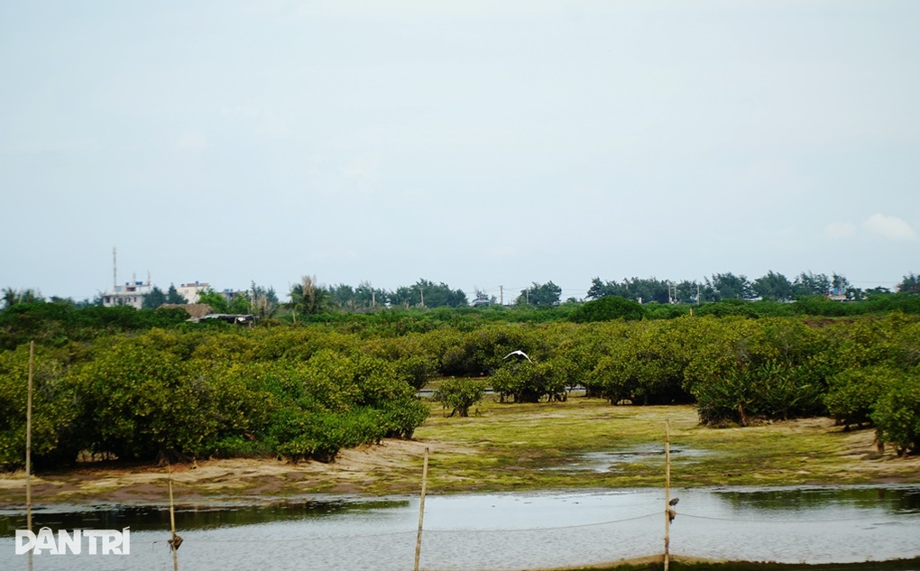 Thái Bình xóa 11.000ha khu bảo tồn: Là rừng đặc dụng phát triển kém? - 5 Thái Bình xóa 11.000ha khu bảo tồn: Là rừng đặc dụng phát triển kém? - 5