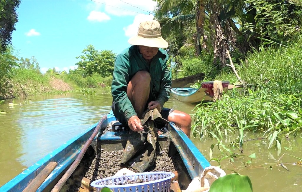 Tuyệt chiêu bắt ốc giúp lão nông Đồng Tháp bỏ túi gần triệu đồng mỗi ngày - 1