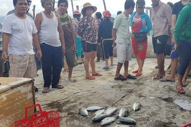 Nước đầm Cầu Hai sụt độ mặn làm hàng chục tấn cá chết đột ngột