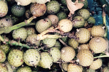 Mây rừng bị đốn hạ cả cây, lấy trái bán cho thương lái