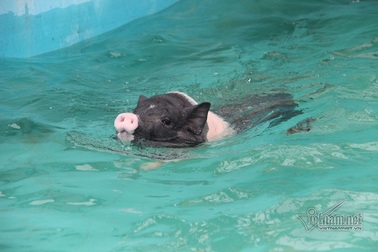 Chưa từng thấy: Lợn sang chảnh nghe nhạc, bơi như cá