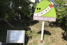 Ngọn núi "lùn tịt" chỉ cao 4,5m với phần đỉnh núi chỉ bằng một viên gạch