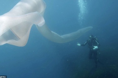 Thợ lặn &apos;chết ngất&apos; khi nhìn thấy giun biển khổng lồ dài 8m