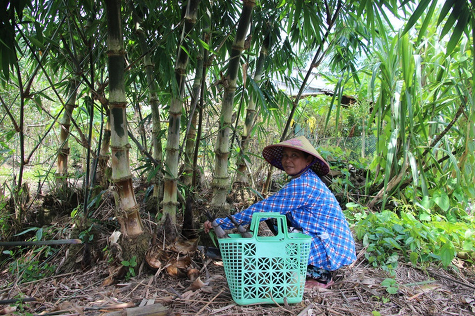 Thu lãi trăm triệu đồng nhờ trồng loại cây bán không bỏ thứ gì - 5 Thu lãi trăm triệu đồng nhờ trồng loại cây bán không bỏ thứ gì - 5