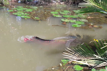 Cá hải tượng dài gần 2m, nặng hơn 100kg lạc trong kênh