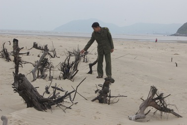 Biển “xóa sổ” rừng phòng hộ, hàng chục hộ dân phải bỏ nhà di tản