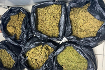 Công an TPHCM triệt phá đường dây trồng và sản xuất cần sa