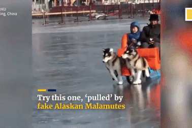 Chó điện giả của Trung Quốc kéo xe chở khách gây sốt