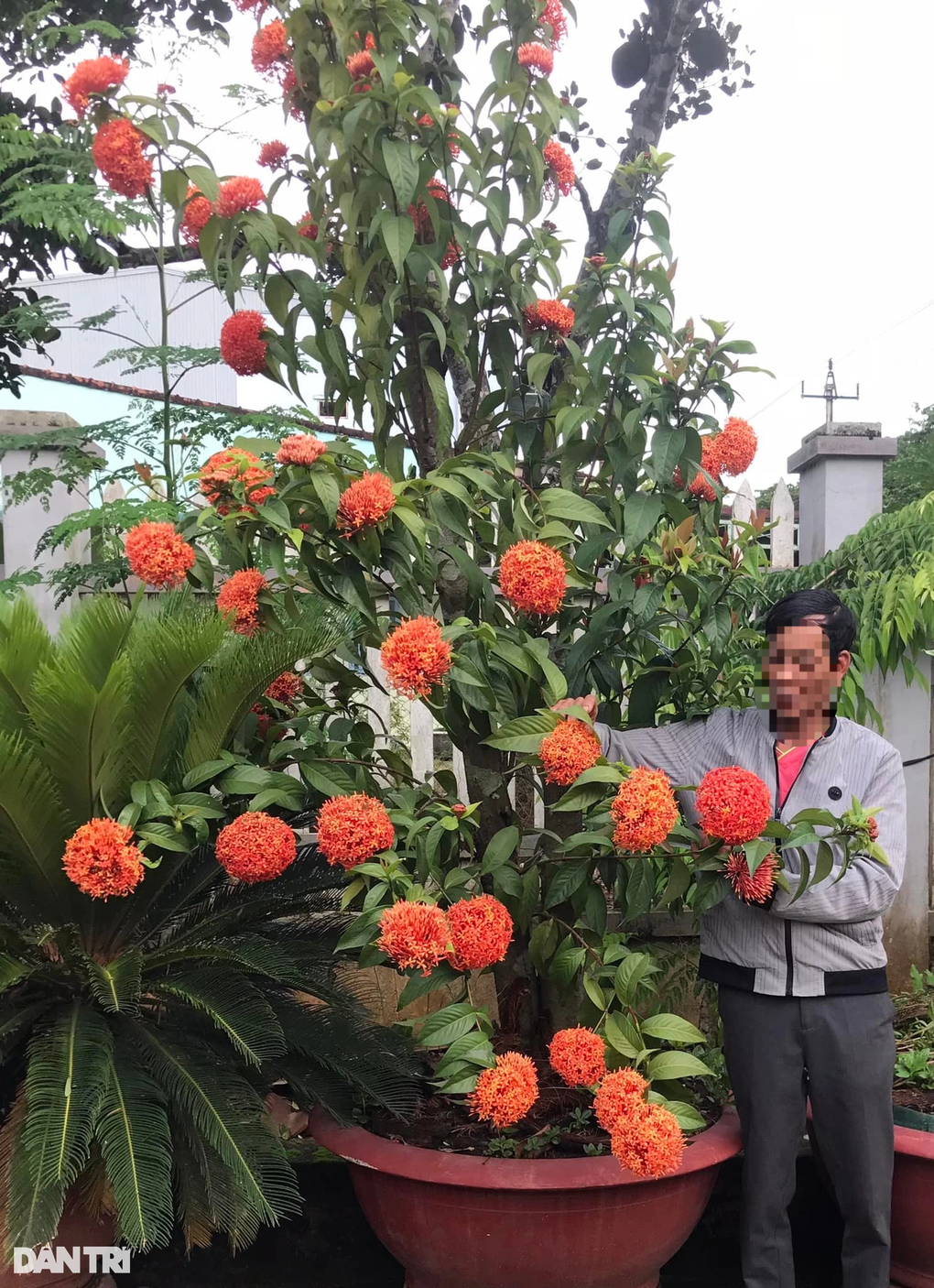 Giải cứu 39 cây mẫu đơn rừng cổ thụ - 2 Giải cứu 39 cây mẫu đơn rừng cổ thụ - 2