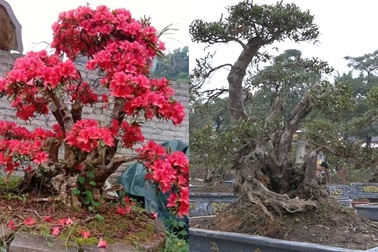 Cận cảnh cây đỗ quyên 300 năm tuổi, đại gia Lào Cai “hét giá” 1 tỷ