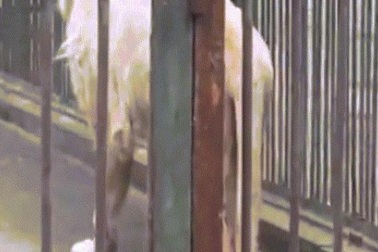 TQ: Sư tử tự cắn đứt đuôi để thoát khỏi hố nước đóng băng