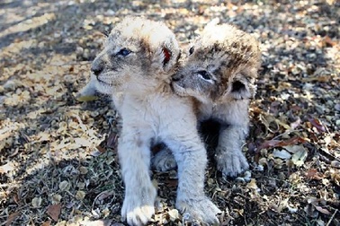 Cặp sư tử đầu tiên thế giới sinh ra nhờ thụ tinh nhân tạo