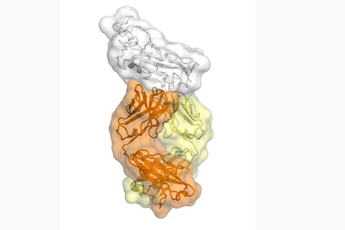 Tìm lỗ hổng để khống chế Covid-19 từ một kháng thể chống lại SARS