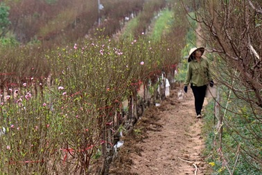 Không khí Tết đến sớm trên vườn đào Nhật Tân