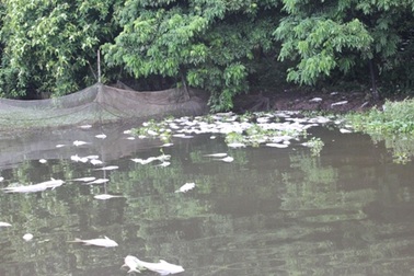 Cá chết trắng hồ, thiệt hại hàng trăm triệu đồng