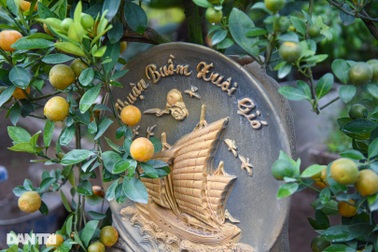 Độc đáo quất bonsai "thuận buồm xuôi gió"