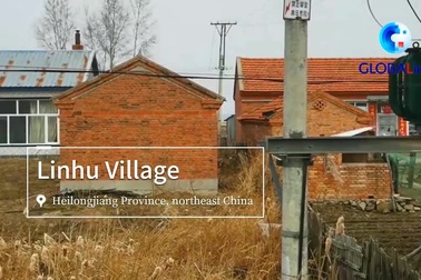 Hổ Siberia dạo chơi trong ngôi làng ở Trung Quốc