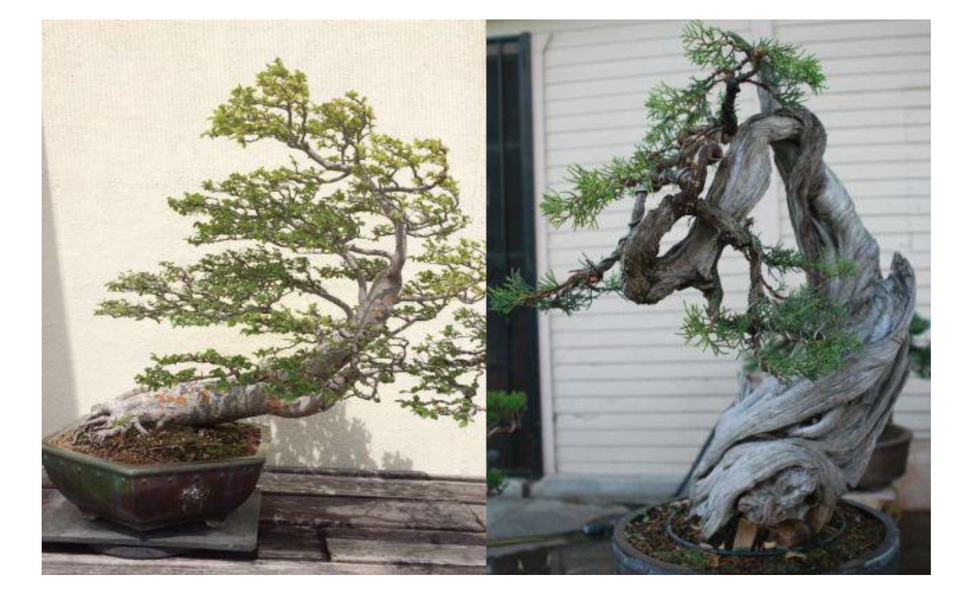 Nhà Bằng Kiều tại Mỹ bị trộm đột nhập khoắng cây cảnh siêu đắt đỏ - 3 Nhà Bằng Kiều tại Mỹ bị trộm đột nhập khoắng cây cảnh siêu đắt đỏ - 3