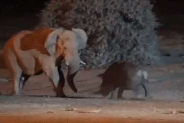 Thế giới động vật: Tê giác đau đớn nhận bài học "châu chấu đá voi"