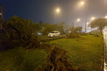 TPHCM: Mưa lớn kèm giông sét, đường ngập, cây đổ la liệt