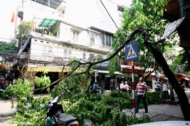 Một cây sưa trên phố Hàng Dầu bị cưa trộm