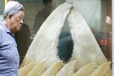 Thực hư lời đồn vây cá mập chữa ung thư