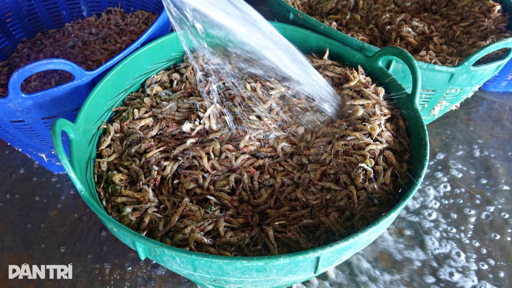 Dân đảo Phú Quốc nhập hàng tấn tôm cá mỗi ngày làm khô bán dịp Tết - 2 Dân đảo Phú Quốc nhập hàng tấn tôm cá mỗi ngày làm khô bán dịp Tết - 2
