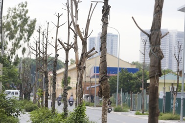 Hà Nội: Hàng trăm cây xanh tiếp tục "đột tử" trên con đường mới mở