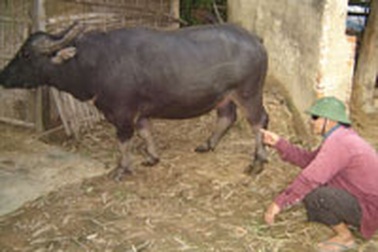 “Săn” trâu chiến và chuyện trâu uống cao hổ cốt  