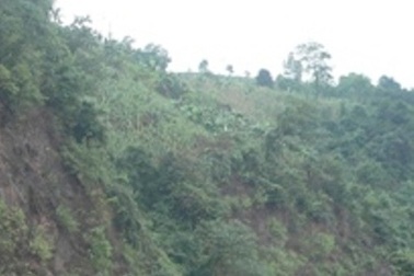 Đào hang bắt rắn hổ mang chúa, bị rắn cắn tử vong