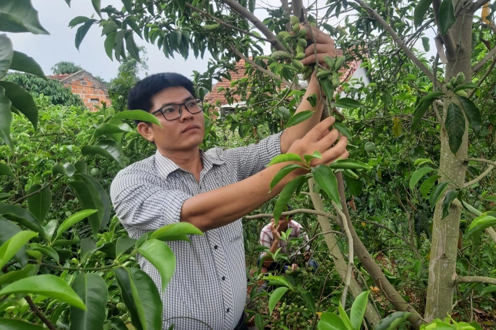Trồng thứ cây cho ra 1,5 triệu đồng/kg quả, người dân mong thoát nghèo - 3 Trồng thứ cây cho ra 1,5 triệu đồng/kg quả, người dân mong thoát nghèo - 3