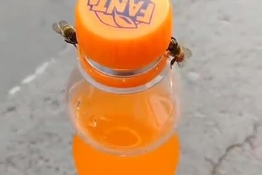 Ngỡ ngàng hai chú ong hợp tác để mở nắp chai nước ngọt