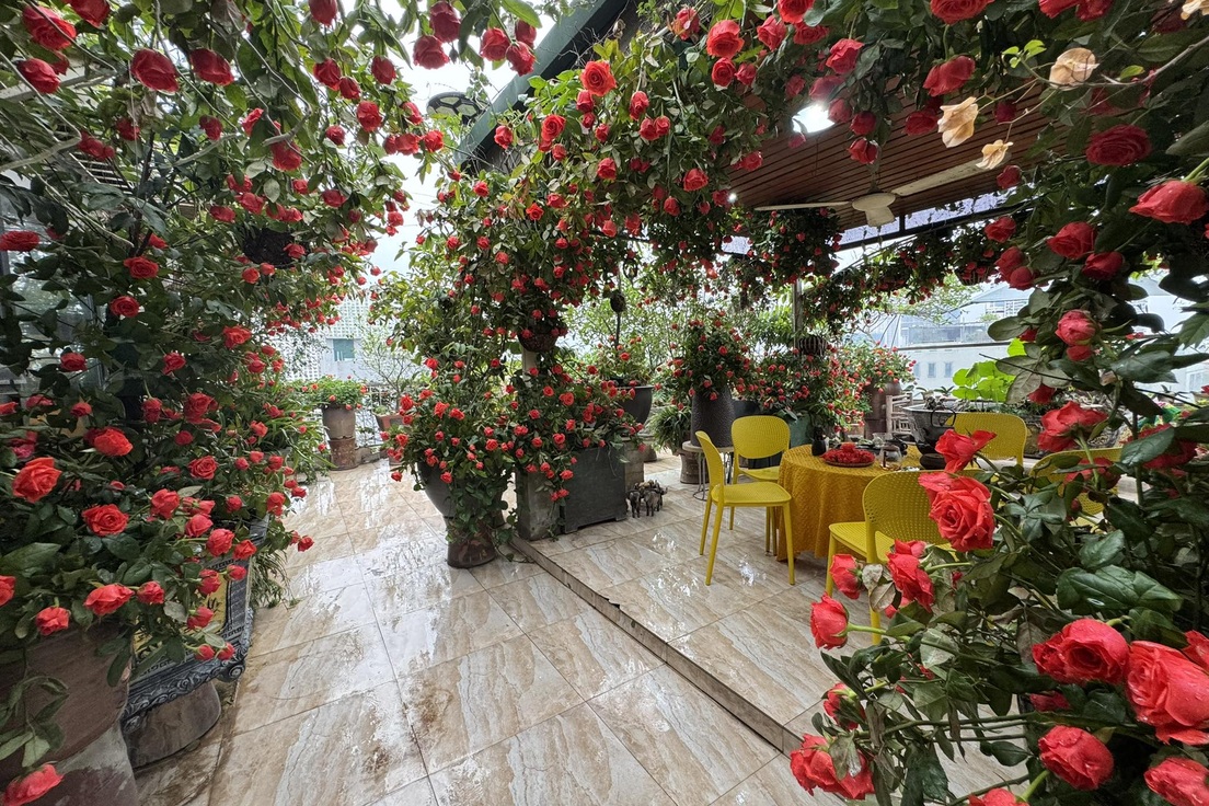 Người phụ nữ ở Hà Nội mua 5.000 bông hồng nhuộm đỏ sân thượng 200m2
