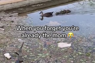 Khoảnh khắc vịt mẹ "quên" mất đàn con của mình
