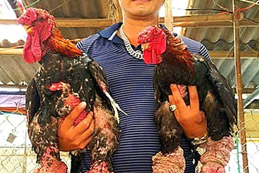 Chăm gà “chân voi” kiếm 1,6 tỷ mỗi năm