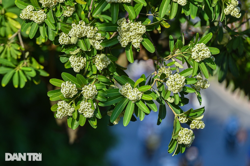 Phố phường Hà Nội nồng nàn mùa hoa sữa - 1 Phố phường Hà Nội nồng nàn mùa hoa sữa - 1