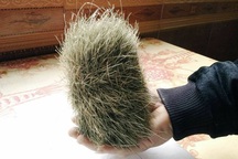 Người dân mổ lợn bán phát hiện “cát lợn” quý hiếm?